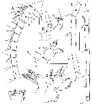 Espce Elenacalanus tageae - Planche 2 de figures morphologiques
