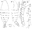 Espce Elenacalanus tageae - Planche 4 de figures morphologiques
