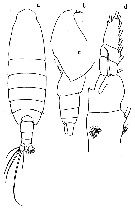 Espce Megacalanus ericae - Planche 3 de figures morphologiques