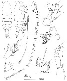 Espce Megacalanus ericae - Planche 4 de figures morphologiques