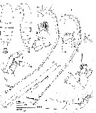 Espce Megacalanus ericae - Planche 6 de figures morphologiques