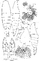 Espce Megacalanus ericae - Planche 8 de figures morphologiques
