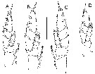 Species Bathycalanus richardi - Plate 15 of morphological figures