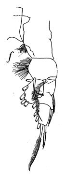 Espce Pseudochirella obtusa - Planche 8 de figures morphologiques