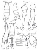 Espce Centropages furcatus - Planche 3 de figures morphologiques
