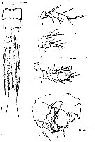 Espce Pseudocyclops steinitzi - Planche 1 de figures morphologiques