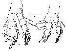 Species Pseudocyclops constanzoi - Plate 3 of morphological figures