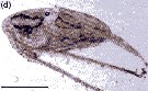 Species Calanus hyperboreus - Plate 21 of morphological figures