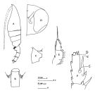 Espce Paraeuchaeta barbata - Planche 7 de figures morphologiques