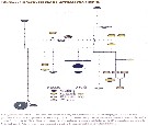 Espce Pleuromamma gracilis - Planche 33 de figures morphologiques