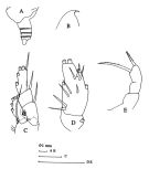 Espce Archescolecithrix auropecten - Planche 3 de figures morphologiques