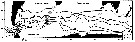 Espce Metridia lucens - Planche 29 de figures morphologiques