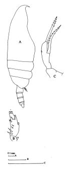 Espce Scaphocalanus echinatus - Planche 4 de figures morphologiques