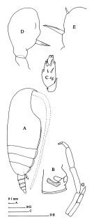 Espce Pseudoamallothrix ovata - Planche 4 de figures morphologiques