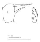 Espce Scolecithricella vittata - Planche 2 de figures morphologiques