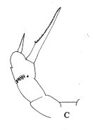Espce Amallothrix dentipes - Planche 1 de figures morphologiques