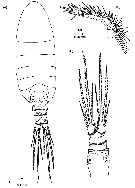 Espce Pseudocyclops giussanii - Planche 1 de figures morphologiques