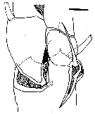 Espce Megacalanus frosti - Planche 6 de figures morphologiques