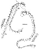 Espce Megacalanus frosti - Planche 8 de figures morphologiques