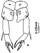 Espce Pseudodiaptomus pankajus - Planche 4 de figures morphologiques