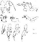 Espce Chiridius gracilis - Planche 26 de figures morphologiques
