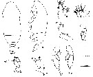 Espce Chiridius gracilis - Planche 27 de figures morphologiques