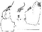 Espce Cosmocalanus caroli - Planche 4 de figures morphologiques