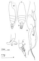 Espce Euchirella bitumida - Planche 4 de figures morphologiques