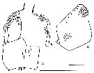 Espce Nannocalanus minor - Planche 36 de figures morphologiques