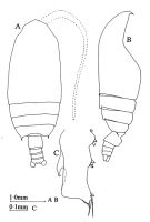 Espce Gaetanus brevispinus - Planche 8 de figures morphologiques