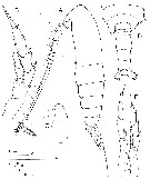 Espce Calanoides brevicornis - Planche 1 de figures morphologiques