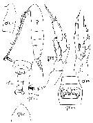 Espce Calanoides brevicornis - Planche 6 de figures morphologiques