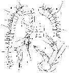 Espce Calanoides natalis - Planche 2 de figures morphologiques