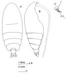 Espce Euchirella rostromagna - Planche 3 de figures morphologiques
