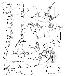 Espce Calanoides natalis - Planche 7 de figures morphologiques