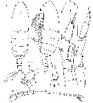 Espce Calanoides natalis - Planche 6 de figures morphologiques