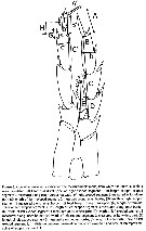 Espce Calanoides natalis - Planche 10 de figures morphologiques