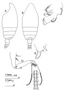 Espce Pseudeuchaeta brevicauda - Planche 5 de figures morphologiques