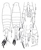 Espce Centropages furcatus - Planche 2 de figures morphologiques
