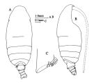 Espce Pseudochirella obesa - Planche 3 de figures morphologiques