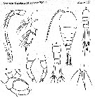 Espce Temora turbinata - Planche 23 de figures morphologiques
