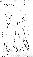 Espce Corycaeus (Onychocorycaeus) ovalis - Planche 11 de figures morphologiques