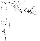 Espce Acartia (Acartia) longisetosa - Planche 1 de figures morphologiques