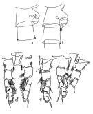 Espce Spinocalanus stellatus - Planche 4 de figures morphologiques
