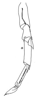 Espce Calanus pacificus - Planche 1 de figures morphologiques