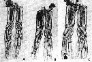 Espce Calanus glacialis - Planche 23 de figures morphologiques