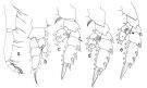 Espce Phaenna spinifera - Planche 6 de figures morphologiques
