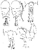 Species Temora discaudata - Plate 21 of morphological figures