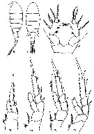 Species Eurytemora americana - Plate 6 of morphological figures