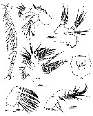 Espce Eurytemora americana - Planche 7 de figures morphologiques